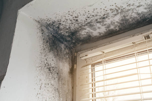 Affordable Mold Removal solutions in Linden, VA