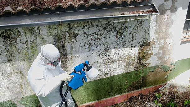 Top rated local Mold Removal specialists in Linden, VA